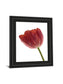 Red Tulip By Art Photo Pro - Framed Print Wall Art - Red