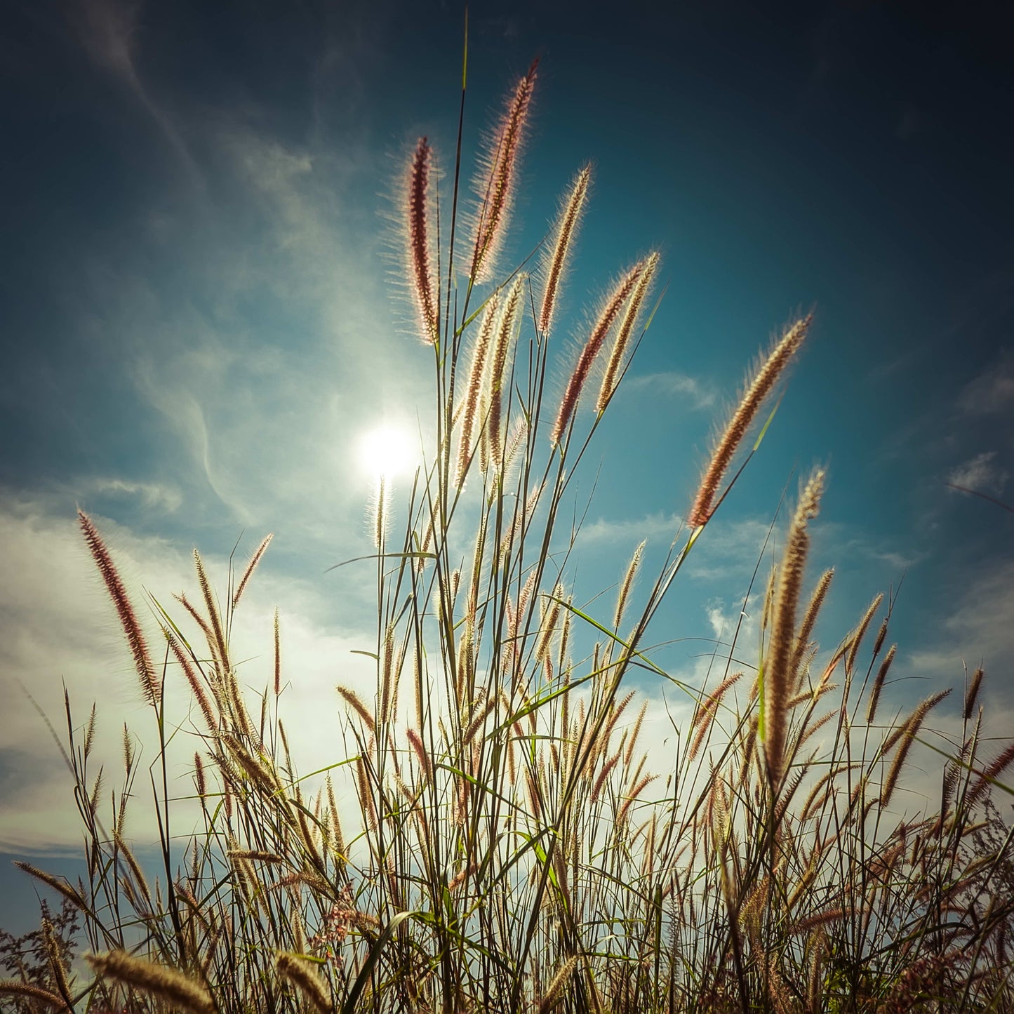 Cat Tails - Blue