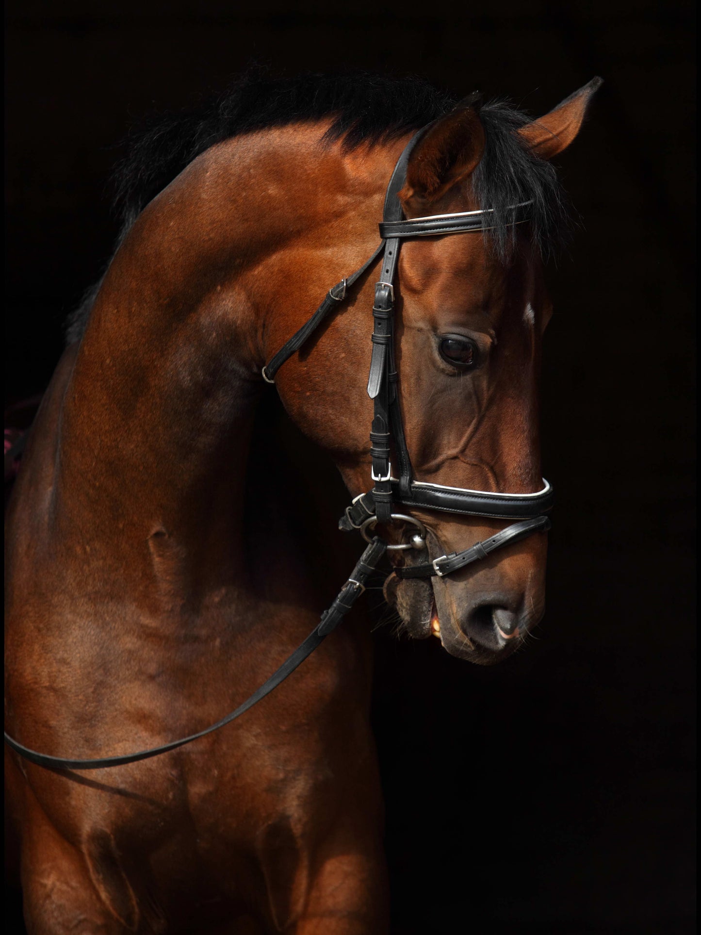 Framed Small - Horse On Black By Mikhail Kondrashov - Black