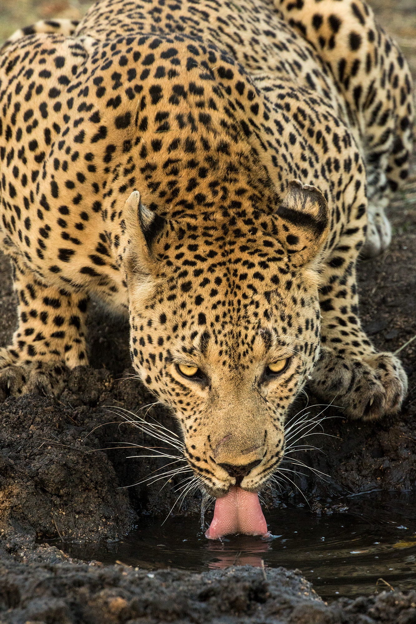 Leopard Taking A Break By Jimmy'z - Dark Brown